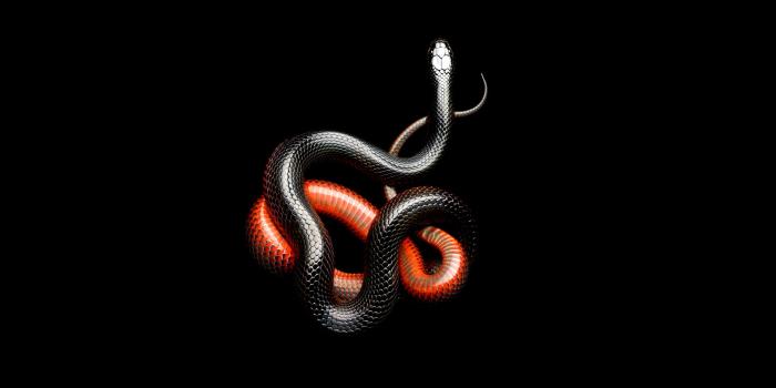 1920x1080 Red And Black Snakes Wallpaper, Dark • Wallpaper For You