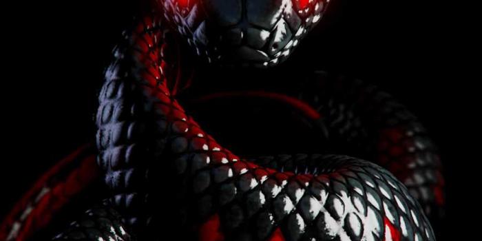 900x1600 Black Snake IPhone Wallpaper - IPhone Wallpapers : iPhone Wallpapers