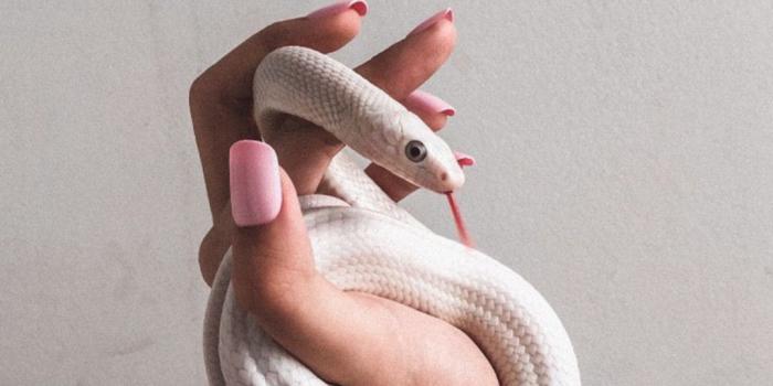 1080x1920 Snake Wallpaper - EnWallpaper