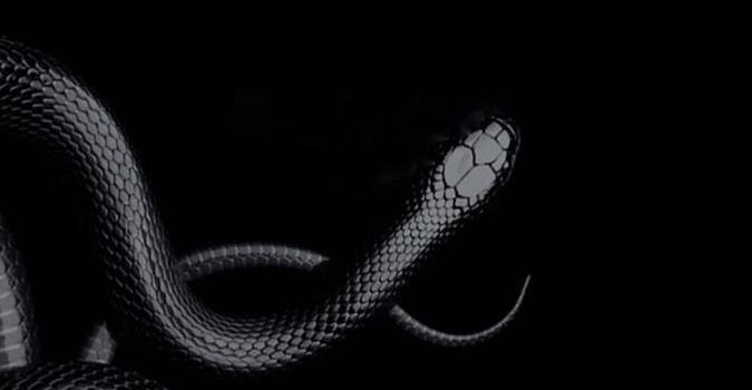 675x1200 Snake Lockscreen | Snake wallpaper, Black aesthetic wallpaper, Iphone  wallpaper tum… in 2022 | Snake wallpaper, Black aesthetic wallpaper, Iphone  wallpaper tumblr aesthetic