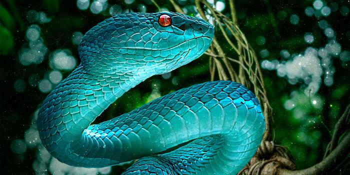 3840x2160 Wallpaper snake, python, green background