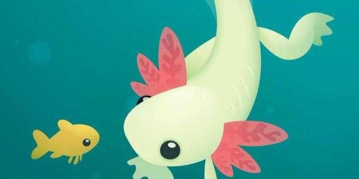 824x1136 Axolotl Wallpaper Discover more aesthetic, background, beautiful, cartoon,  cool wallpaper. https://www.nawpi… | Cartoon wallpaper, Kawaii wallpaper,  Cute wallpapers