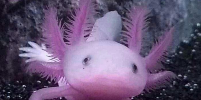 720x1280 Axolotl Wallpaper - NawPic