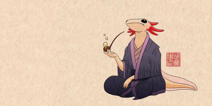 3840x2160 to be a philosopher, one must axolotl questions [3840x2160] : r/wallpapers