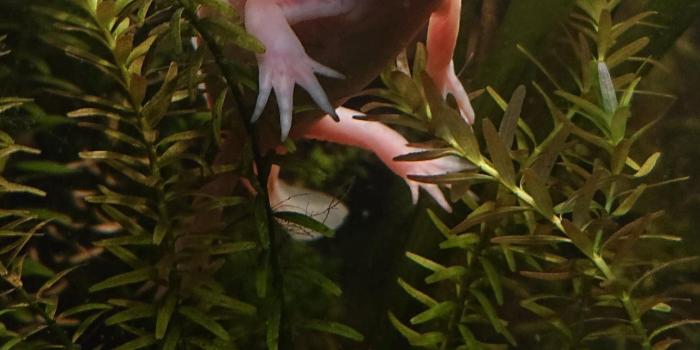 1284x2778 axolotl iPhone Wallpapers Free Download