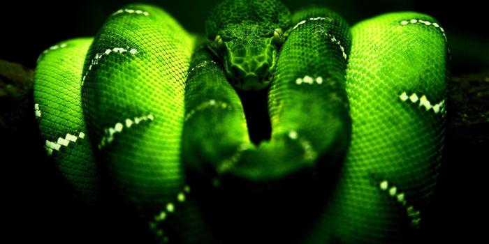 2560x1600 Snake Wallpapers