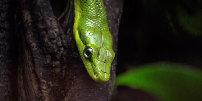 1000x1498 500+ Green Snake Pictures | Download Free Images on Unsplash