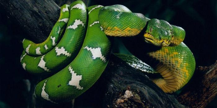 1920x1080 nature, Animals, Snake Wallpapers HD / Desktop and Mobile Backgrounds