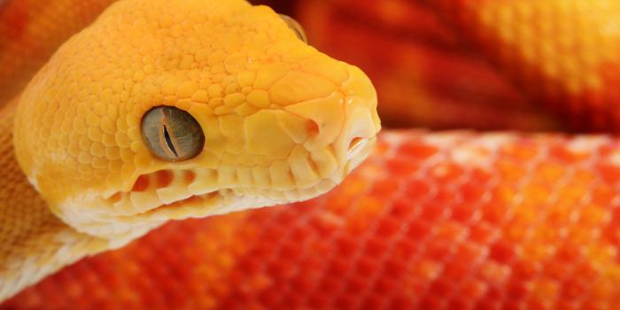 2560x1600 270+ Snake HD Wallpapers and Backgrounds