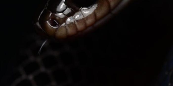 1284x2778 Best Snake iPhone HD Wallpapers - iLikeWallpaper