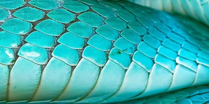 1080x1920 Snake Wallpapers [Desktop,iPhone,Laptop,Mobile]