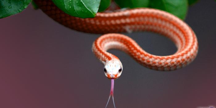 1920x1080 Snake Wallpapers - Animal Spot