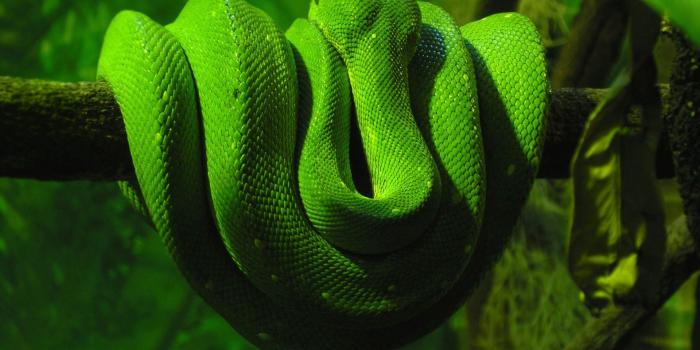 1920x1200 50 High-Quality Snakes Wallpapers - WPArena