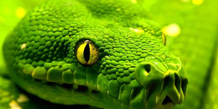 1920x1080 Snakes Wallpapers (61+ pictures)