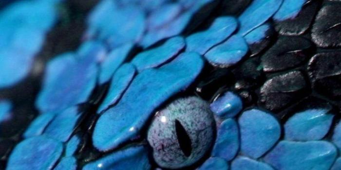 750x1334 Blue Snake Wallpapers