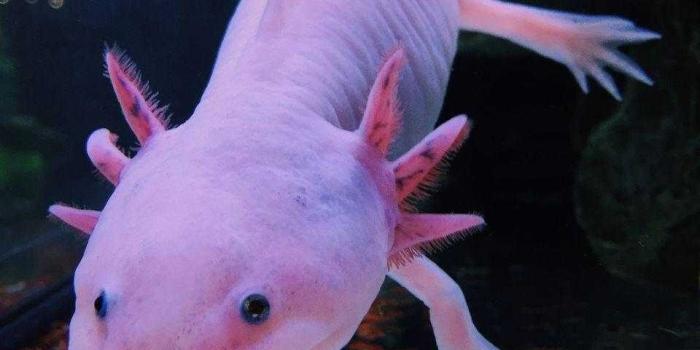 960x1280 Axolotl Wallpaper - EnJpg