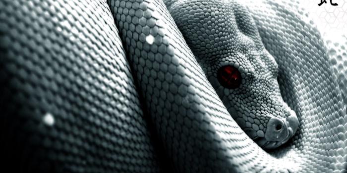 1600x1200 50 High-Quality Snakes Wallpapers - WPArena