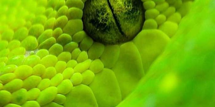 720x1280 HD Snake Wallpaper - KoLPaPer - Awesome Free HD Wallpapers