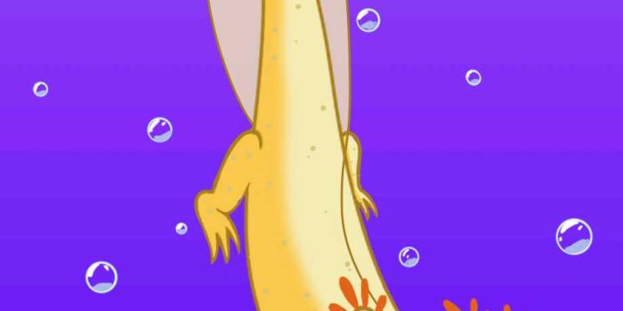 919x1600 4K Axolotl Wallpaper | WhatsPaper