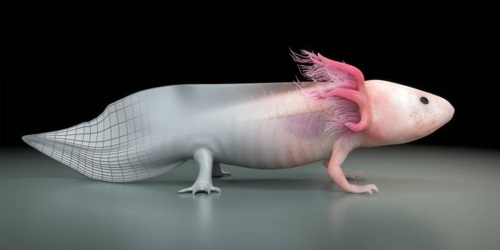 2048x1152 Download Axolotl 3d Rendering Wallpaper | Wallpapers.com