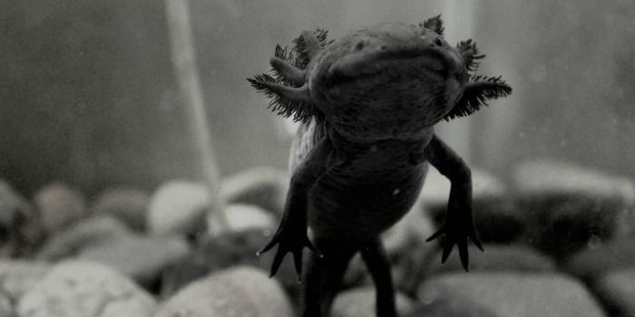 3110x2073 Black Axolotl Wallpapers