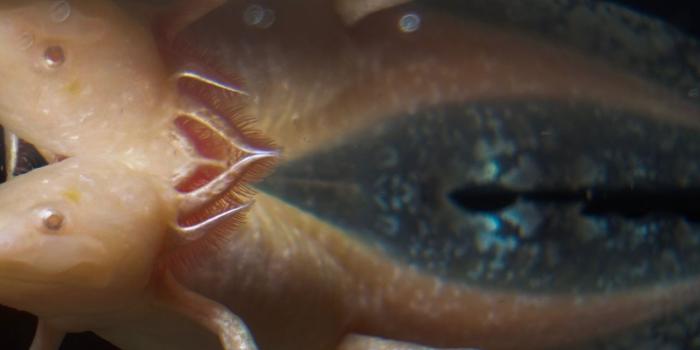 1284x2778 axolotl iPhone Wallpapers Free Download