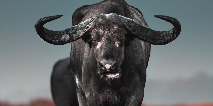 1000x1507 100+ Bull Pictures | Download Free Images on Unsplash