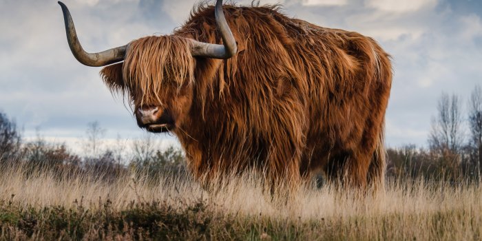 3840x2160 Bull 4K Wallpaper | 3840 x 2160 px