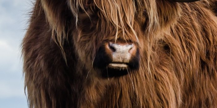 750x1334 750x1334 Bull iPhone 6, iPhone 6S, iPhone 7 HD 4k Wallpapers, Images,  Backgrounds, Photos and Pictures