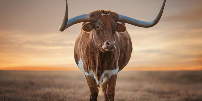 1280x853 Photos bull Horns Animals