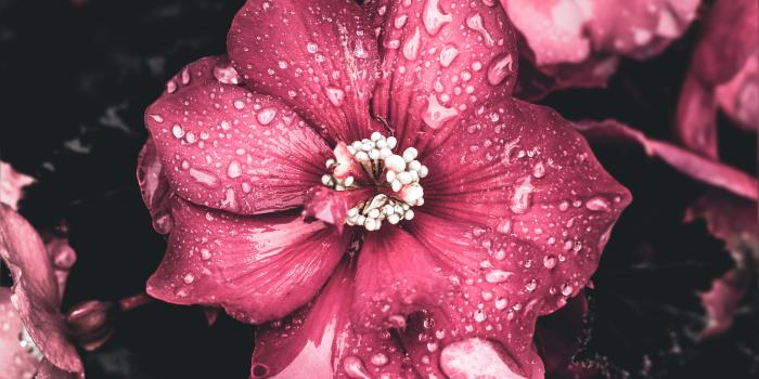 3456x5184 80,000+ Best Pink Flowers Images · 100% Royalty Free Photo Downloads ·  Pexels · Free Stock Photos
