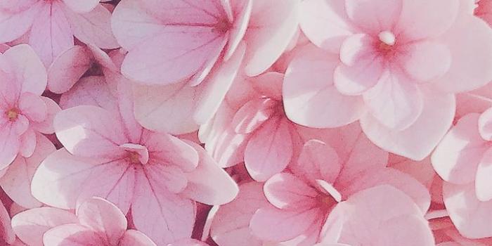 720x1280 random aesthetics & photography @acidmixx | Pink flowers wallpaper, Flower  iphone wallpaper, Flowery wallpaper