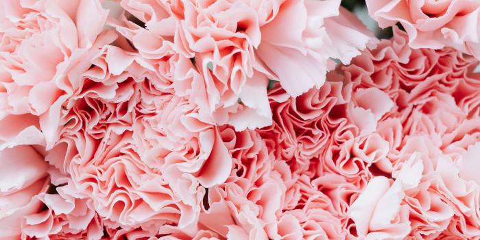 3587x5380 80,000+ Best Pink Flowers Images · 100% Royalty Free Photo Downloads ·  Pexels · Free Stock Photos