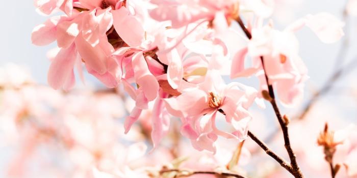 1000x1498 Pink Floral Pictures | Download Free Images on Unsplash