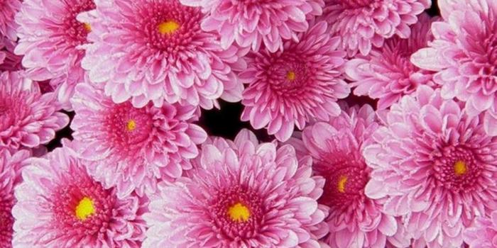 1080x1920 Pink Flower Wallpaper For Phone | Best HD Wallpapers | Flower screensaver, Pink  flowers wallpaper, Flower pictures