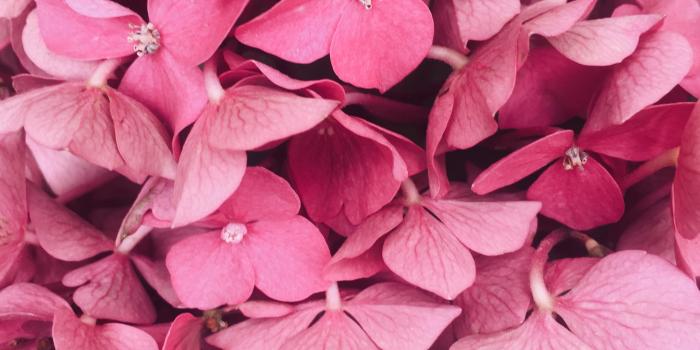 2448x3076 80,000+ Best Pink Flowers Images · 100% Royalty Free Photo Downloads ·  Pexels · Free Stock Photos