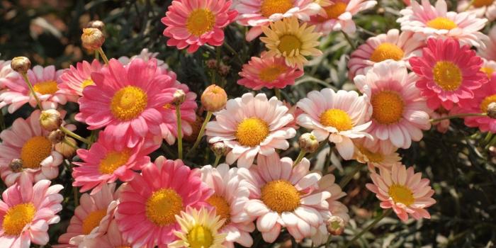 1440x2160 25 Beautiful Flower Wallpapers For iPhone (Free Download!)