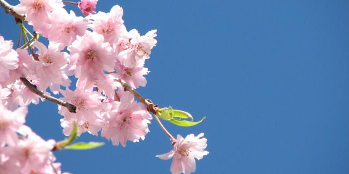 1920x1440 2800+ Pink Flower HD Wallpapers and Backgrounds