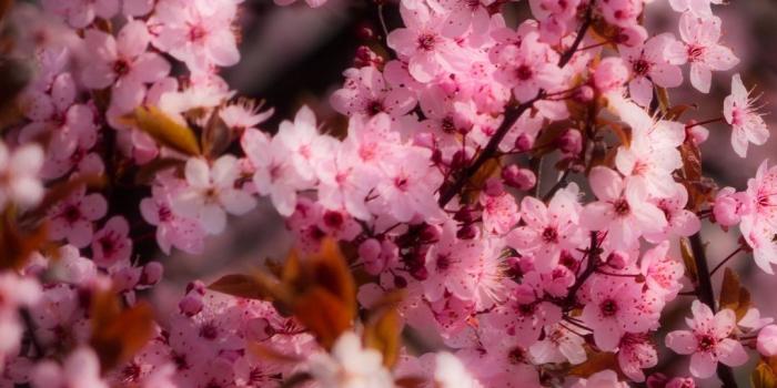 1080x2400 Cute Pink Flower Wallpaper - 50