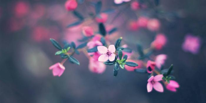 1920x1080 Download Small Baby Pink Flower Wallpaper | Wallpapers.com