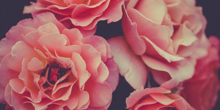 1707x2560 Pink Flowers • Wallpaper For You