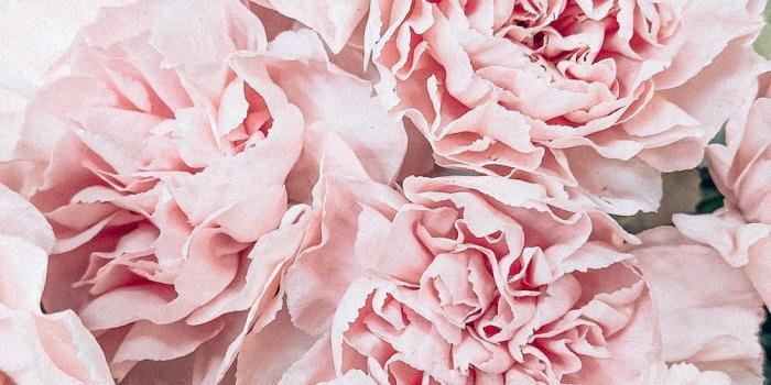 1000x1778 100+ Pink Flower Images | Download Free Pictures On Unsplash