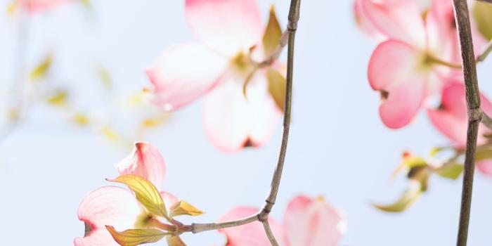 1284x2778 pink and white petaled flowers iPhone Wallpapers Free Download