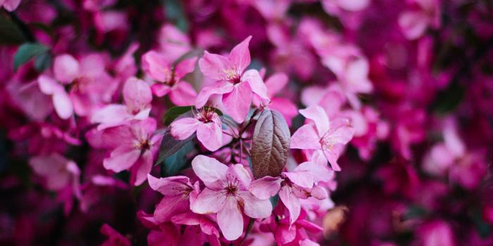 4000x6000 80,000+ Best Pink Flowers Images · 100% Royalty Free Photo Downloads ·  Pexels · Free Stock Photos