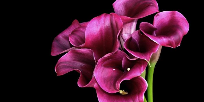 1920x1200 Pink Flowers wallpapers | Pink Flowers stock photos