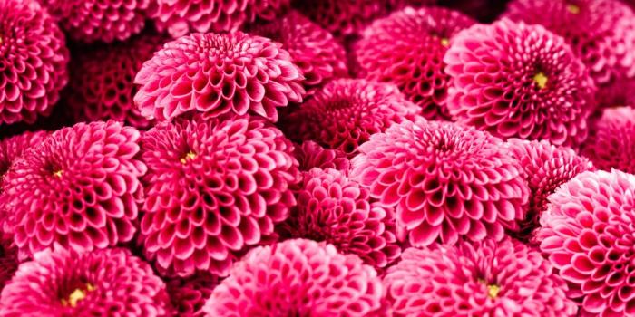 1440x2160 25 Beautiful Flower Wallpapers For iPhone (Free Download!)