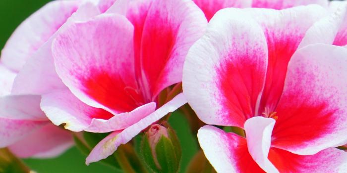 2048x2732 Pink Flowers Wallpaper - iPhone, Android & Desktop Backgrounds