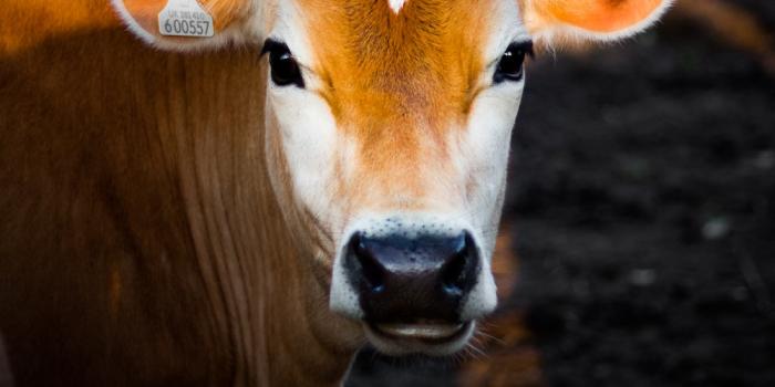 1000x1190 20+ Best Free Cow Pictures & Stock Photos on Unsplash