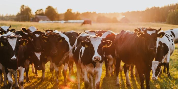 1000x1500 100+ Cattle Pictures | Download Free Images on Unsplash