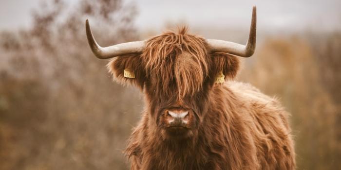 1000x1500 20+ Best Free Cow Pictures & Stock Photos on Unsplash